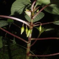 Impatiens taprobanica Hiern